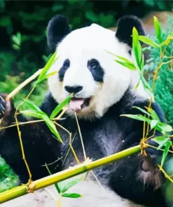 Bamboo Panda Diamond Painting