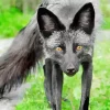 Black Fox Diamond Painting