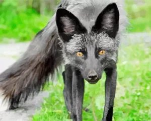 Black Fox Diamond Painting