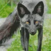 Black Fox Diamond Painting