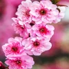 Blossom Flower Diamond Painting