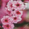 Blossom Flower Diamond Painting