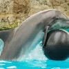 Dolphin Playing Diamond Painting