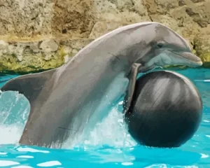 Dolphin Playing Diamond Painting