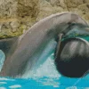 Dolphin Playing Diamond Painting