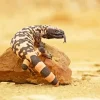 Gila Monster Diamond Painting