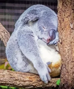 Tired Koala Diamond Painting