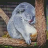 Tired Koala Diamond Painting