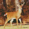 Barbary Stag Diamond Painting