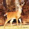 Barbary Stag Diamond Painting