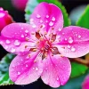Pink Blossom Flower Diamond Painting