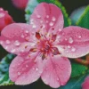 Pink Blossom Flower Diamond Painting