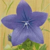 Platycodon Grandiflorus Diamond Painting