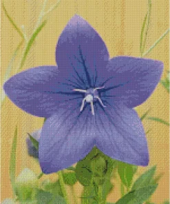 Platycodon Grandiflorus Diamond Painting