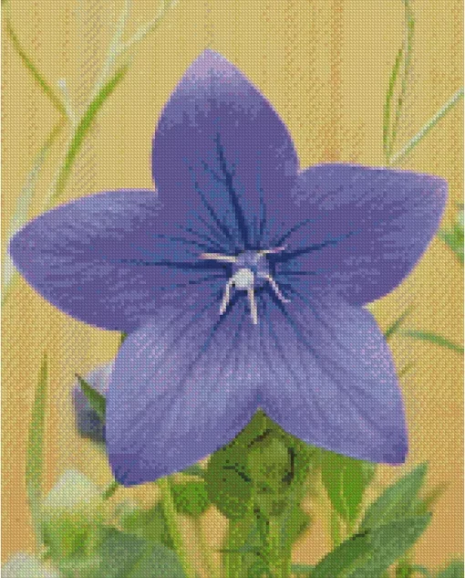 Platycodon Grandiflorus Diamond Painting