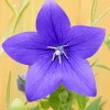 Platycodon Grandiflorus Diamond Painting