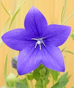 Platycodon Grandiflorus Diamond Painting