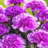 Blooming Carnation Diamond Painting