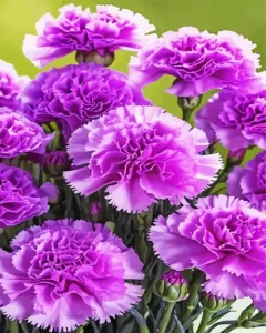 Blooming Carnation Diamond Painting