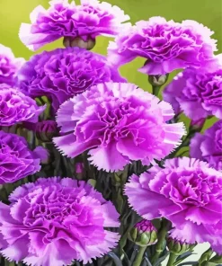 Blooming Carnation Diamond Painting