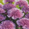 Blooming Carnation Diamond Painting