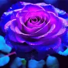 Purple Rose Diamond Painting