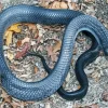 Blue Bellied Snake Diamond Painting