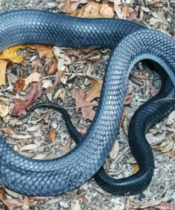 Blue Bellied Snake Diamond Painting