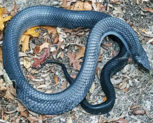 Blue Bellied Snake Diamond Painting