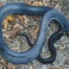 Blue Bellied Snake Diamond Painting
