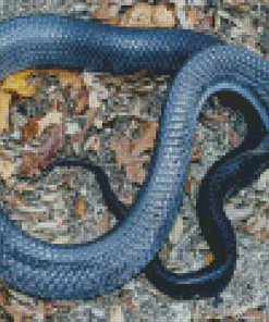 Blue Bellied Snake Diamond Painting
