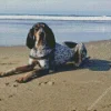 English Coonhound Diamond Painting
