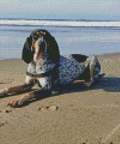 English Coonhound Diamond Painting