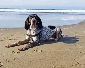 English Coonhound Diamond Painting