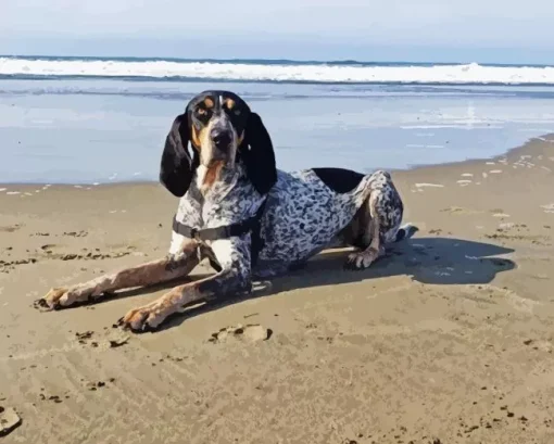 English Coonhound Diamond Painting