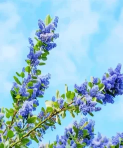 Blueblossom Plant Diamond Painting