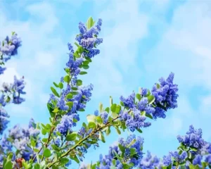 Blueblossom Plant Diamond Painting