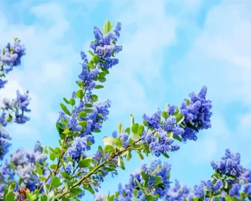 Blueblossom Plant Diamond Painting
