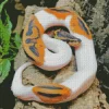 Pied Ball Python Diamond Painting