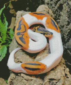 Pied Ball Python Diamond Painting