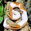 Pied Ball Python Diamond Painting