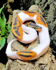 Pied Ball Python Diamond Painting