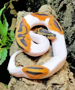 Pied Ball Python Diamond Painting