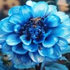 Blue Dahlia Diamond Painting