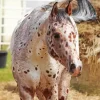 Appaloosa Leopard Diamond Painting