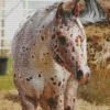 Appaloosa Leopard Diamond Painting
