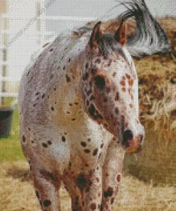 Appaloosa Leopard Diamond Painting