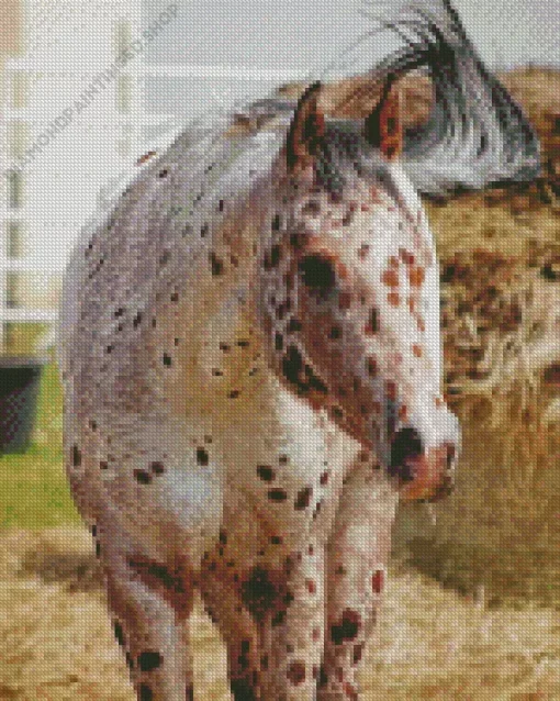 Appaloosa Leopard Diamond Painting