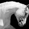 Beautiful White Stallion Diamond Painting