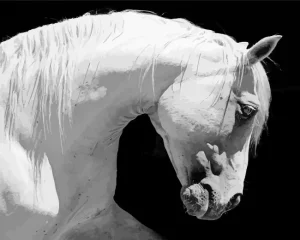 Beautiful White Stallion Diamond Painting